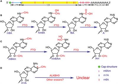 Methyladenosine Modification in RNAs: Classification and Roles in Gastrointestinal Cancers